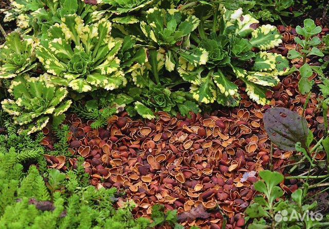 Шелуха кедровой шишки и скорлупа кедрового ореха