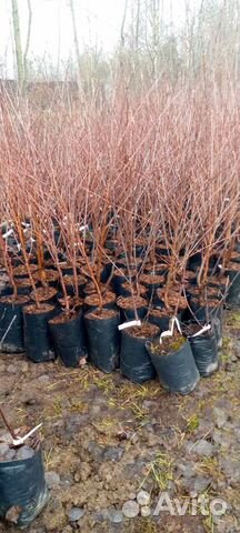 Саженцы плодовых растений