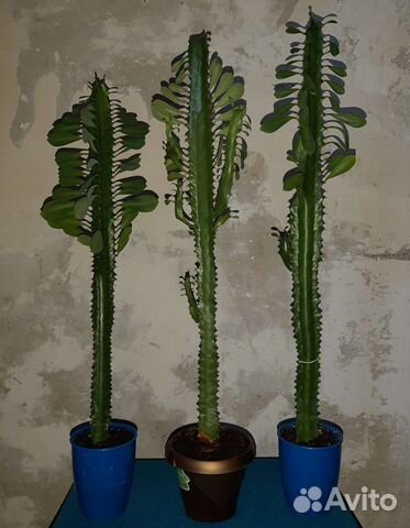 Молочай кактус