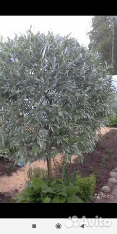 Ива серебристая лохолистная то, ива извилистая