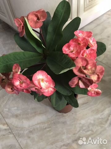 Молочай миля