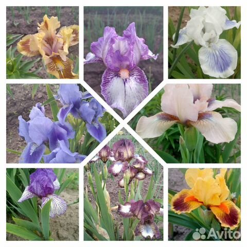 Ирисы карликовые