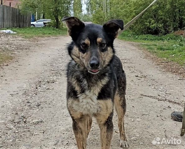 Умненький небольшой песик Эдди