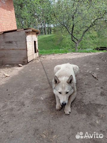 Западно сибирская лайка