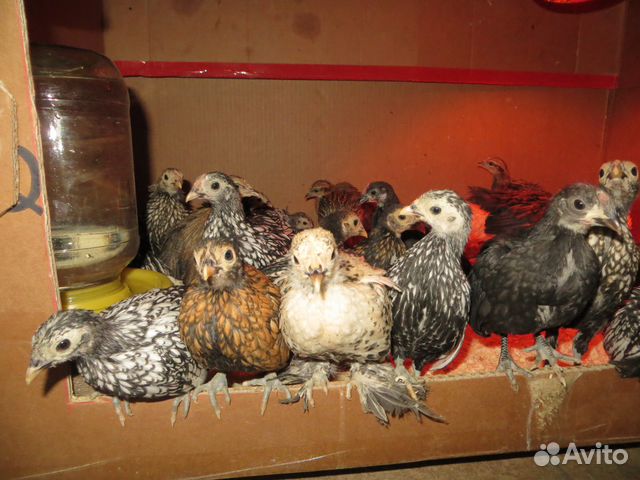 Куры и петушки, а также цыплята разных возрастов купить на Зозу.ру - фотография № 5