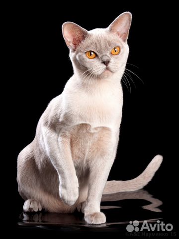 Продам котят породы Бурма купить на Зозу.ру - фотография № 4