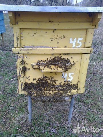 Пчелосемьи среднерусской породы купить на Зозу.ру - фотография № 3