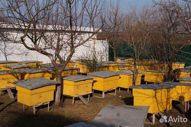 Пчелосемьи 2019 купить на Зозу.ру - фотография № 5