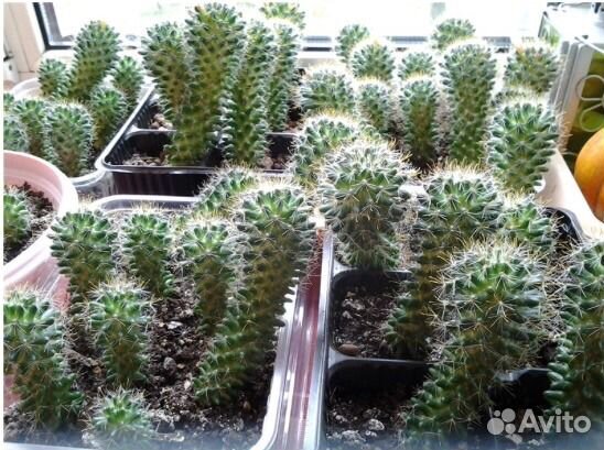 Кактус суккулент четырехгранный. Кактус вологда. Кактус фигурка. Кактус с большим белым цветком. Привитые кактусы.