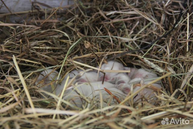 Кролики лучших мясных пород на племя купить на Зозу.ру - фотография № 9
