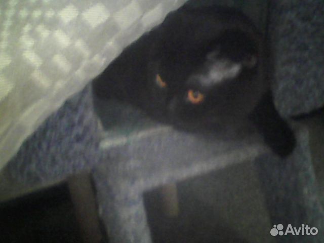 Кот на вязку