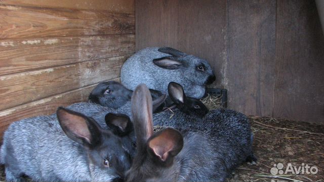 Кролик-акселерат серебристый (михайловской фермы) купить на Зозу.ру - фотография № 1