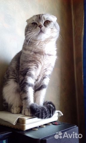 Кот вислоухий шотландец для вязки. Не продается купить на Зозу.ру - фотография № 3