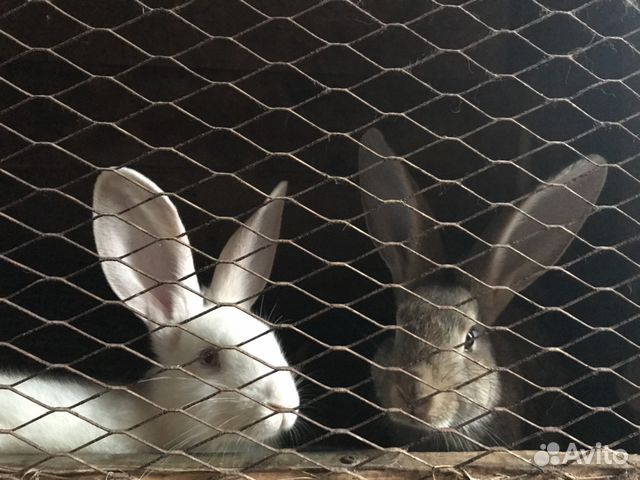 Продаю кроликов породы белый и серый великан купить на Зозу.ру - фотография № 1