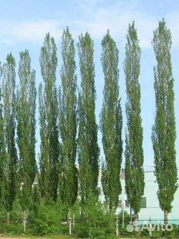 Тополь Пирамидальный