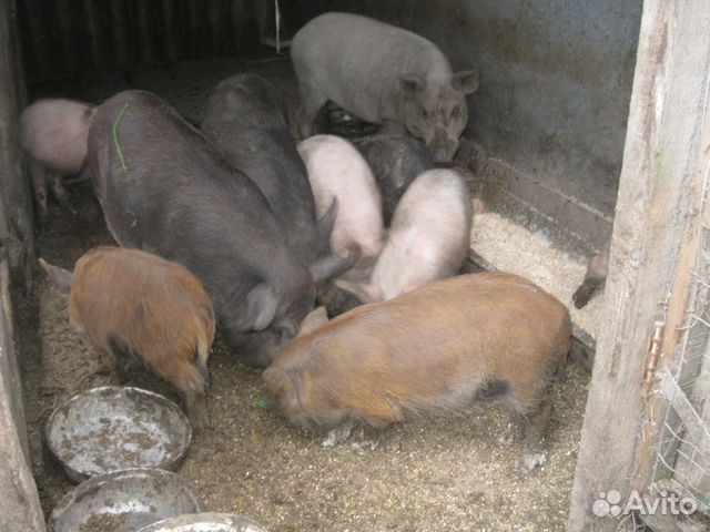 Поросята и подрощенные свинки купить на Зозу.ру - фотография № 6