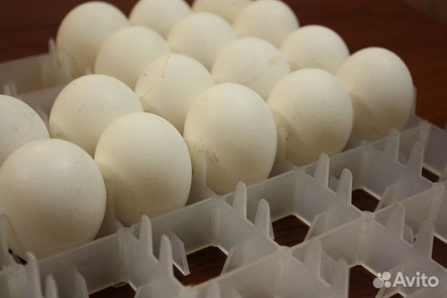 Яйцо инкубационное бройлеров импорт