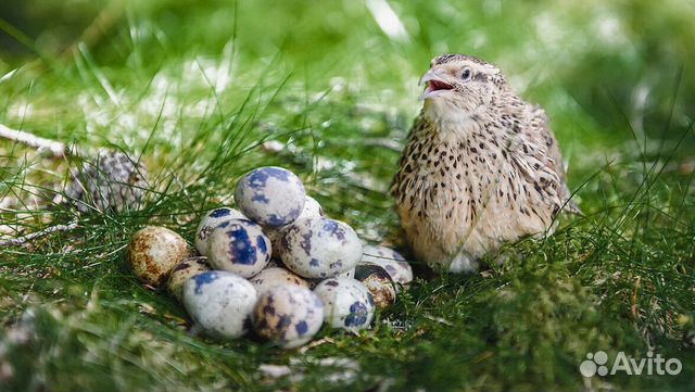 Продам птиц перепелов разных возрастов и яйцо купить на Зозу.ру - фотография № 1