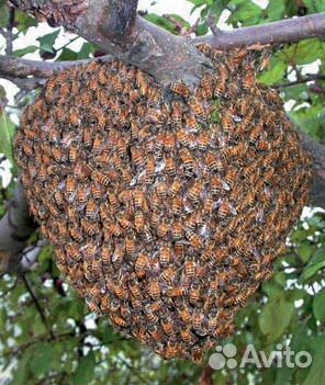 Сниму рой пчёл купить на Зозу.ру - фотография № 1