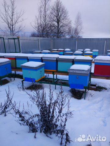 Добрые Пчелы купить на Зозу.ру - фотография № 4