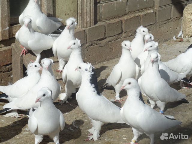 Иранские голуби купить на Зозу.ру - фотография № 1