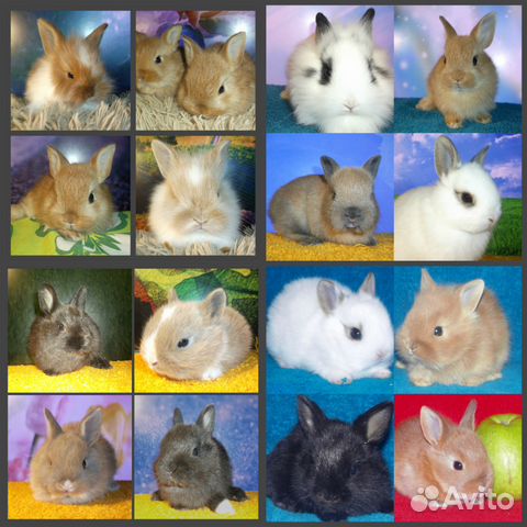 В питомнике живет несколько кроликов разного цвета. Окрасы карликовых кроликов. Расцветки карликовых кроликов. Окрасы кроликов декоративных карликовых. Цветной карликовый кролик окрасы.
