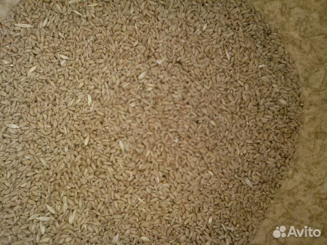 Зерно пшеница фураж купить на Зозу.ру - фотография № 1