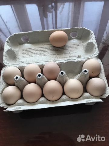 Инкубационное яйцо Ливенской породы кур купить на Зозу.ру - фотография № 3
