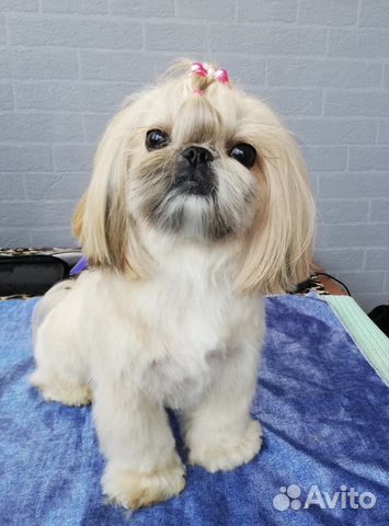 Стрижка собак и кошек