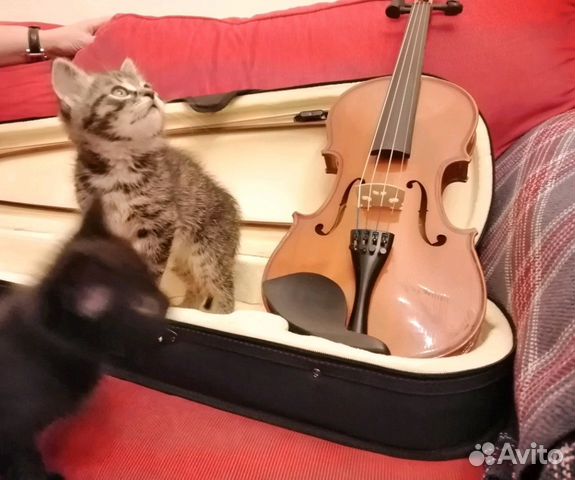Наши музыкальные котята ждут своих хозяев