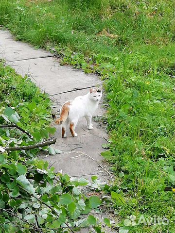 Котики ищут дом купить на Зозу.ру - фотография № 10