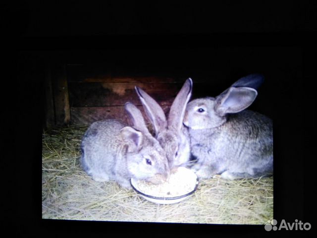Кролики Самцы,Самки на племя.Мясо купить на Зозу.ру - фотография № 2
