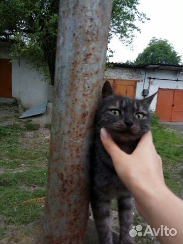 Кошка мышеловка купить на Зозу.ру - фотография № 3