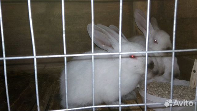 Калифорнийские кролики купить на Зозу.ру - фотография № 2