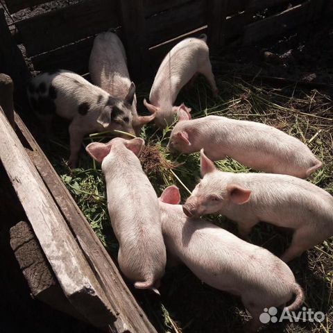 Где Купить Поросят В Новгородской Области