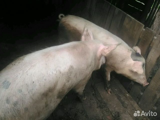 11 свиней. Кабан осеменитель фото.