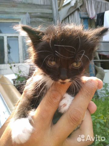 Котейки Котейки