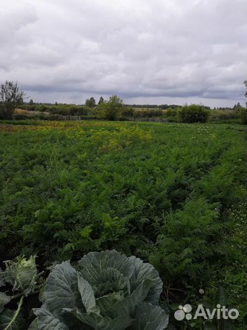 Продам картофель, морковь, свеклу, чеснок озимый
