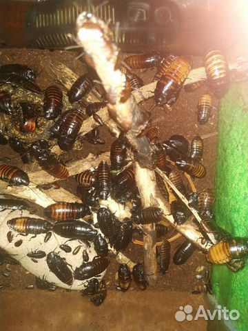 Мадагаскарские тараканы купить на Зозу.ру - фотография № 2