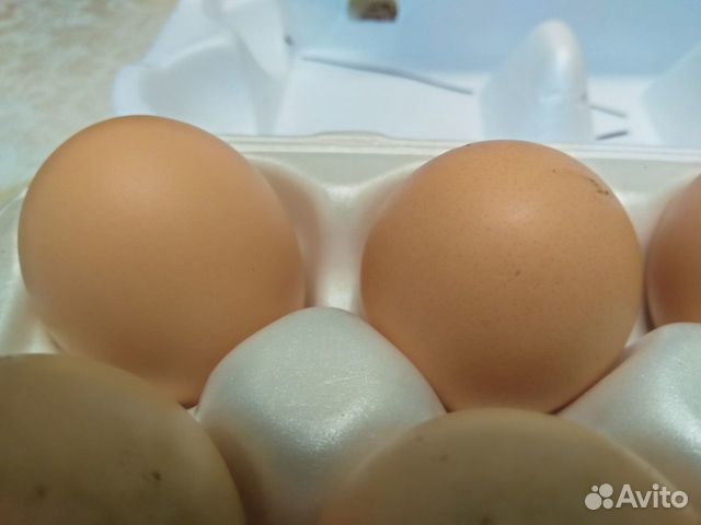 Яйцо инкубационное - микс купить на Зозу.ру - фотография № 4