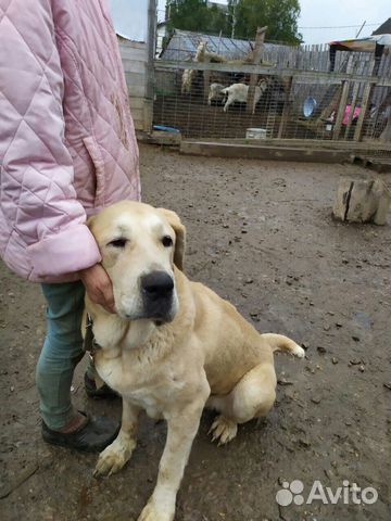 Собака Ветта ищет семью купить на Зозу.ру - фотография № 4