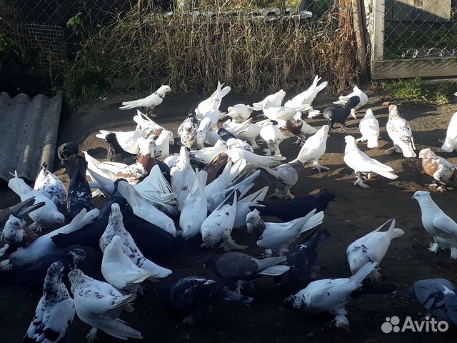 Андижанские голуби купить на Зозу.ру - фотография № 5