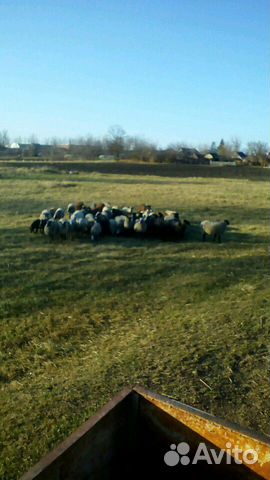 Овцы ягнята бараны купить на Зозу.ру - фотография № 3