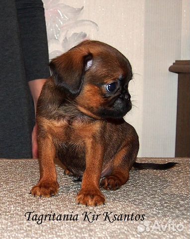 Очаровательный щенок пти-брабансона купить на Зозу.ру - фотография № 6