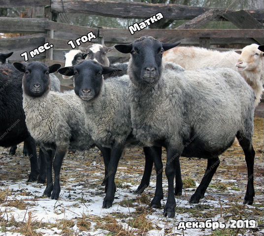 Племенные овцы с документами купить на Зозу.ру - фотография № 1