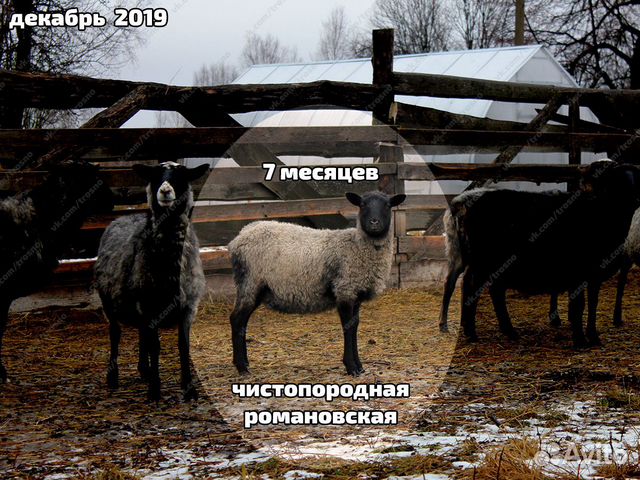 Племенные овцы с документами купить на Зозу.ру - фотография № 3