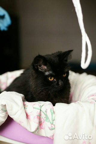 Котик Яшка