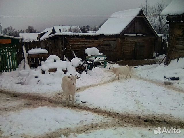 Козы и козел купить на Зозу.ру - фотография № 4