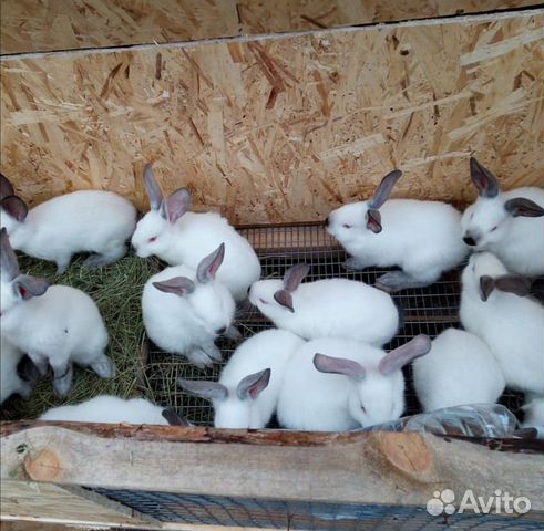 Кролики разного возраста купить на Зозу.ру - фотография № 1