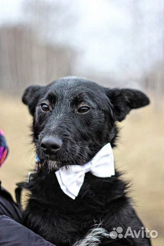 Отдам щенка мальчика Отдам щенка мальчика